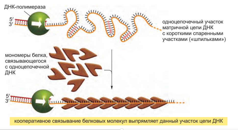 SBB-белки