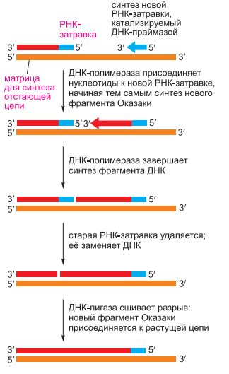 Праймеры