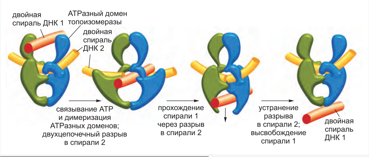 Топоизомераза 2